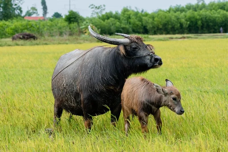 mo thay 2 con trau den bao diem gi con so tai loc nao don doi ban